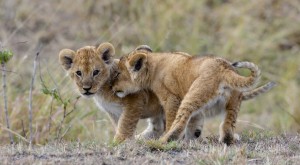 tanzania family safaris