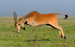 2 day safari tanzania