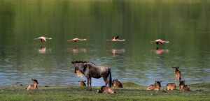 wildebeest migration calving