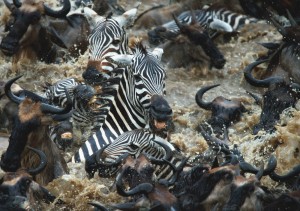 tanzania migration safari