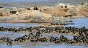 wildebeest crossing mara river