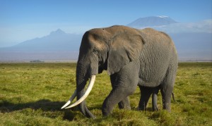 10 Day Tanzania Safari