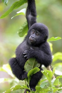 Gombe Stream National Park