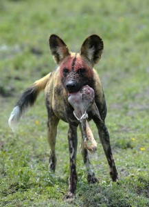 Selous Game Reserve