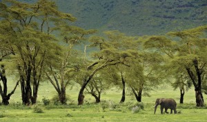 ngorongoro crater