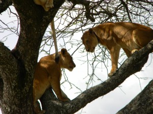 lake manyara national park