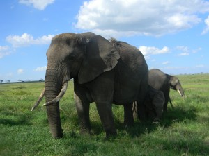 tarangire national park