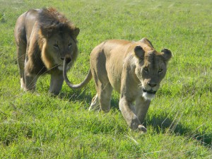 serengeti national park