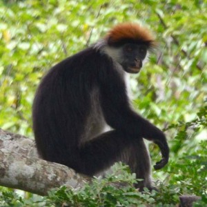 udzungwa mountains